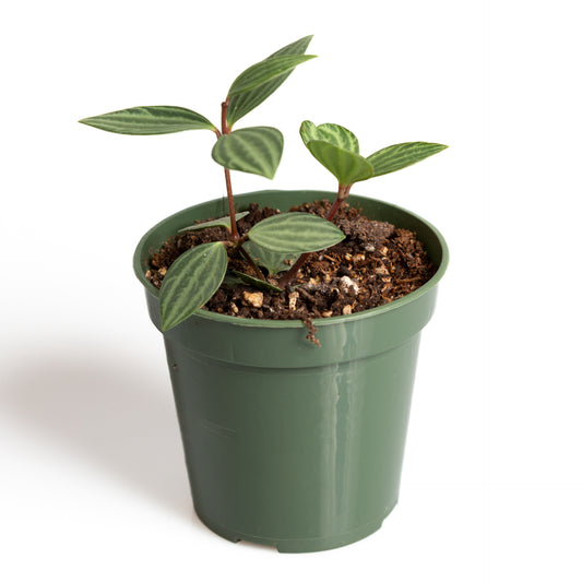 Peperomia 'Parallel' 4" - Urban Sprouts