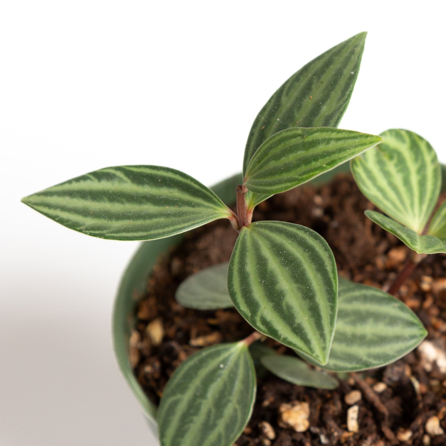 Peperomia 'Parallel' 4" - Urban Sprouts
