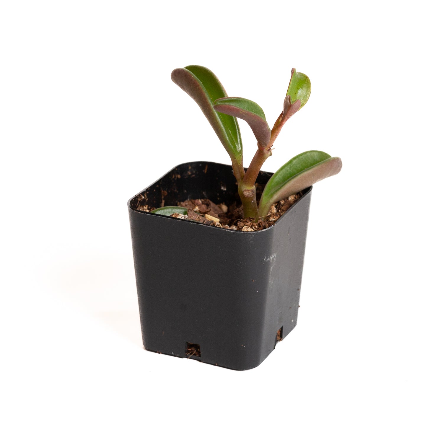 Peperomia 'Ruby Glow' 2" - Urban Sprouts