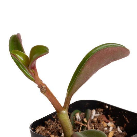 Peperomia 'Ruby Glow' 2" - Urban Sprouts