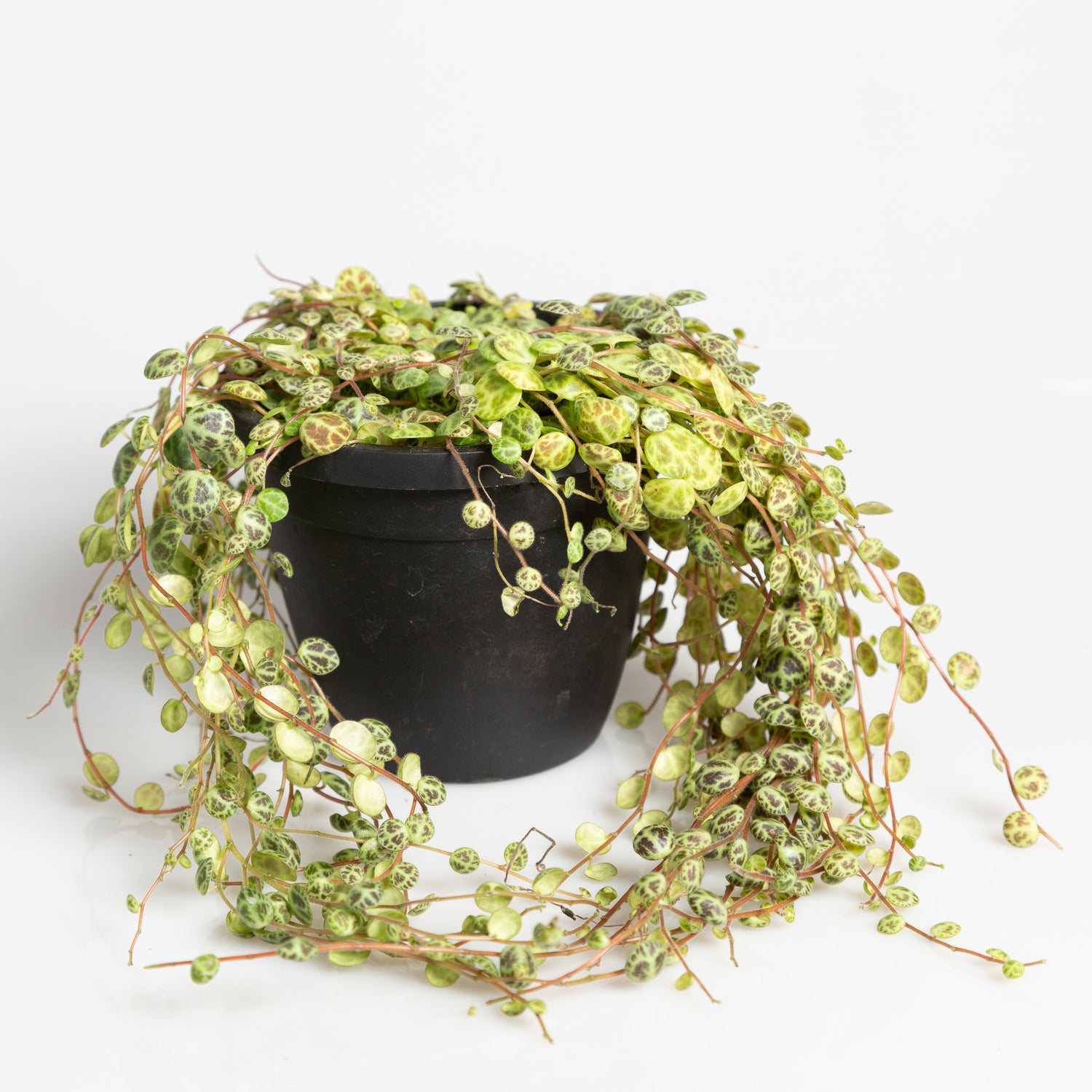 Peperomia 'String of Turtles' 4" - Urban Sprouts