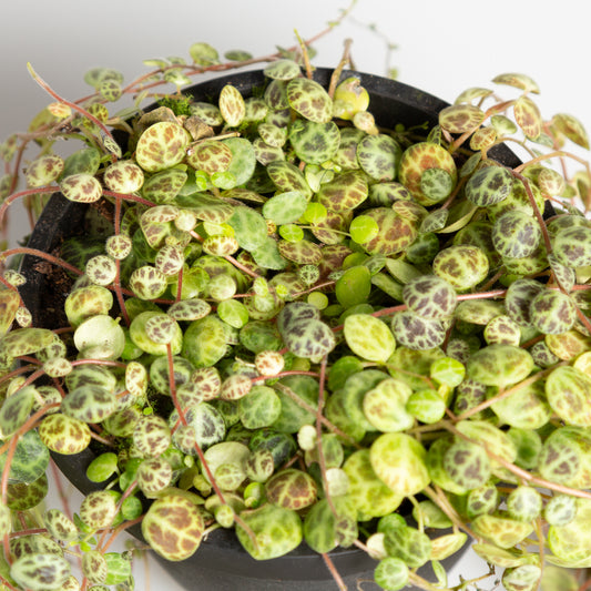 Peperomia 'String of Turtles' 4" - Urban Sprouts