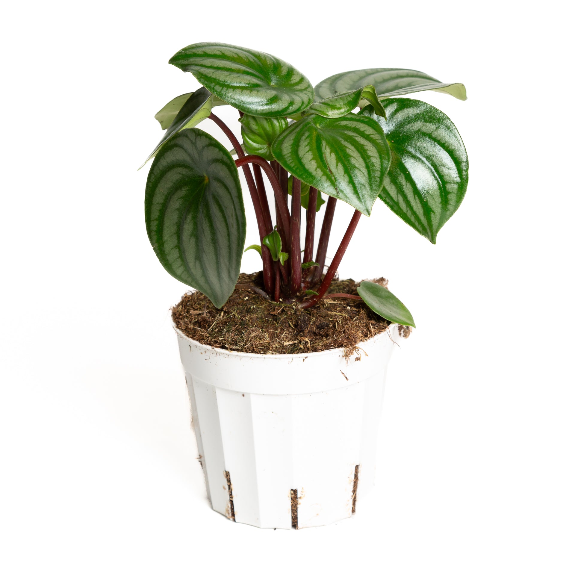 Peperomia 'Watermelon' 6" - Urban Sprouts