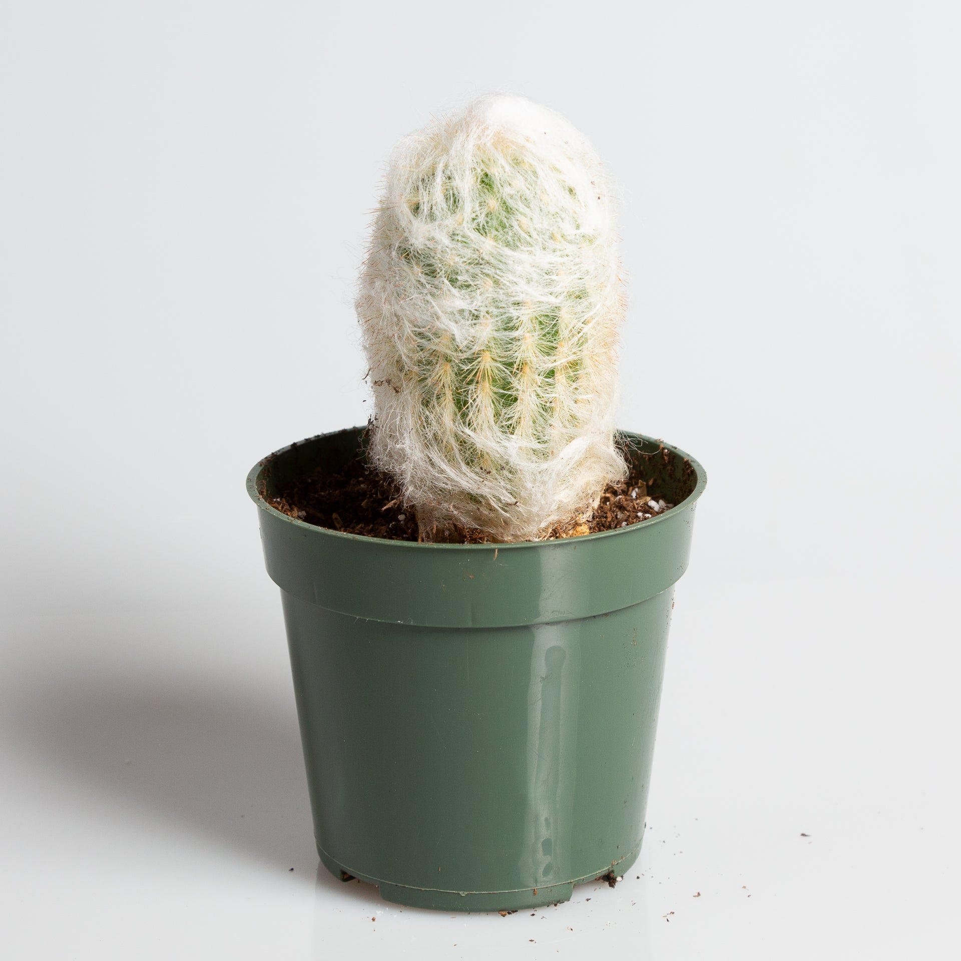Cactus 'Peruvian Old Lady' 4” - Urban Sprouts