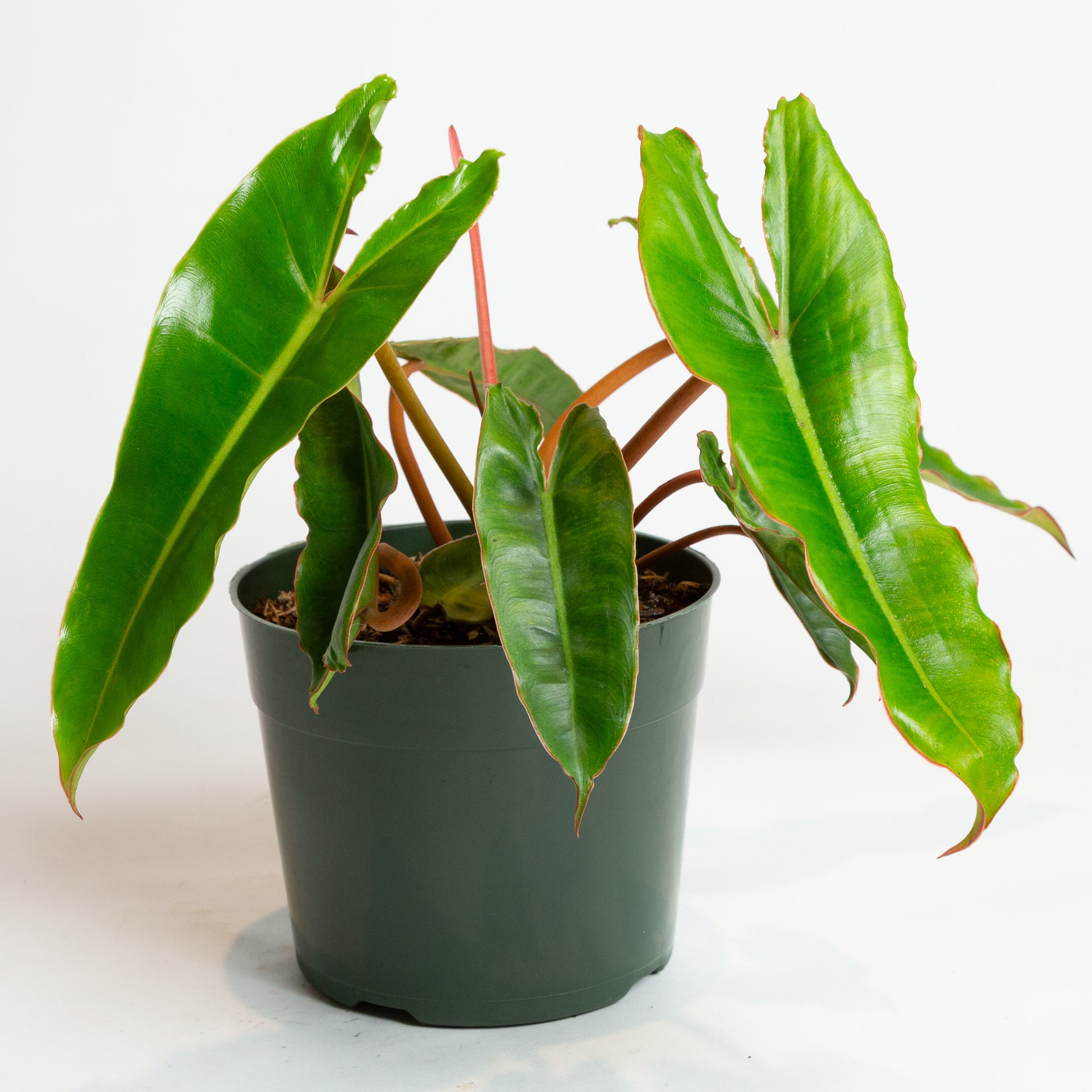 philodendron billietiae common name Philodendron 'Billietiae' 6" – Urban Sprouts