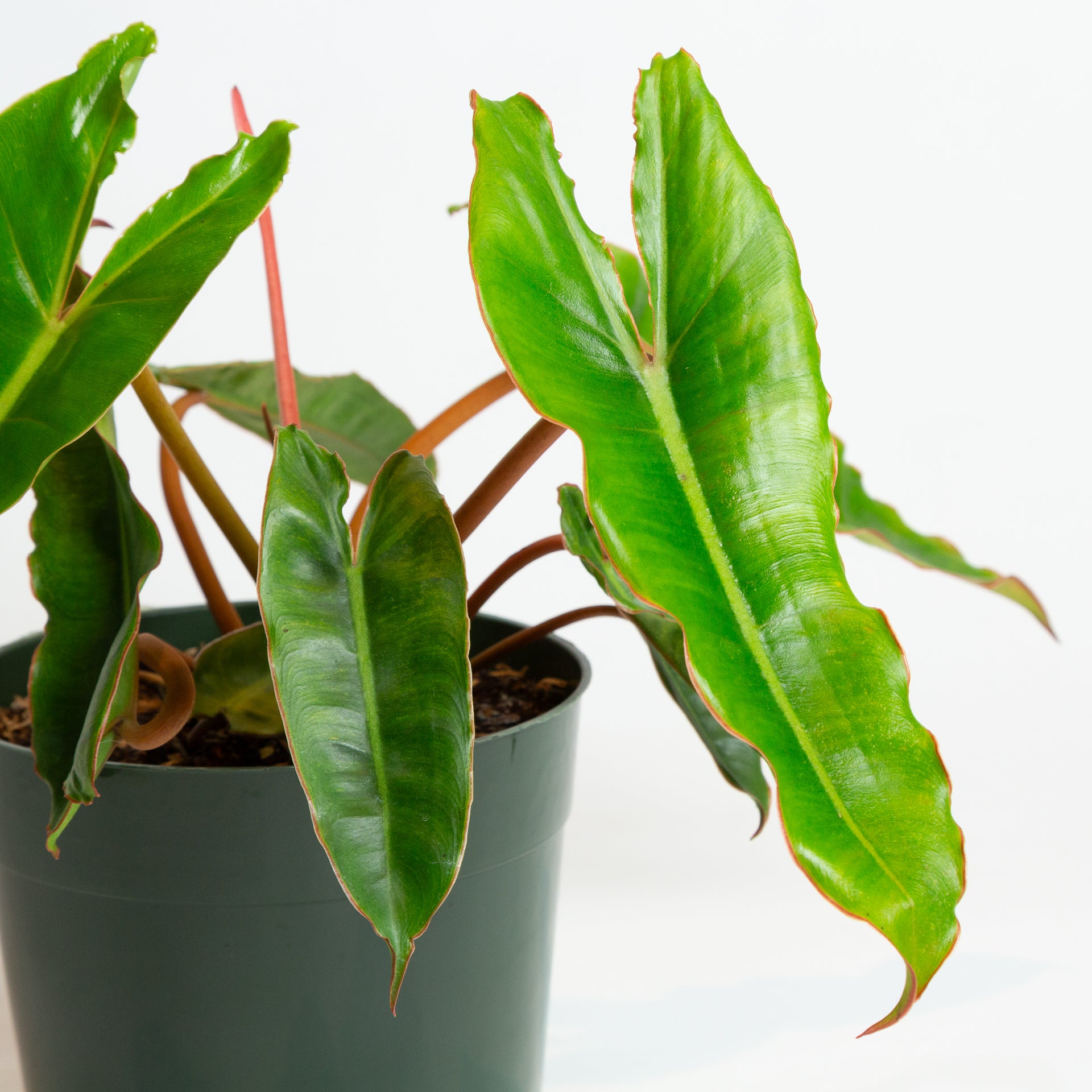 Philodendron 'Billietiae' 6" - Urban Sprouts