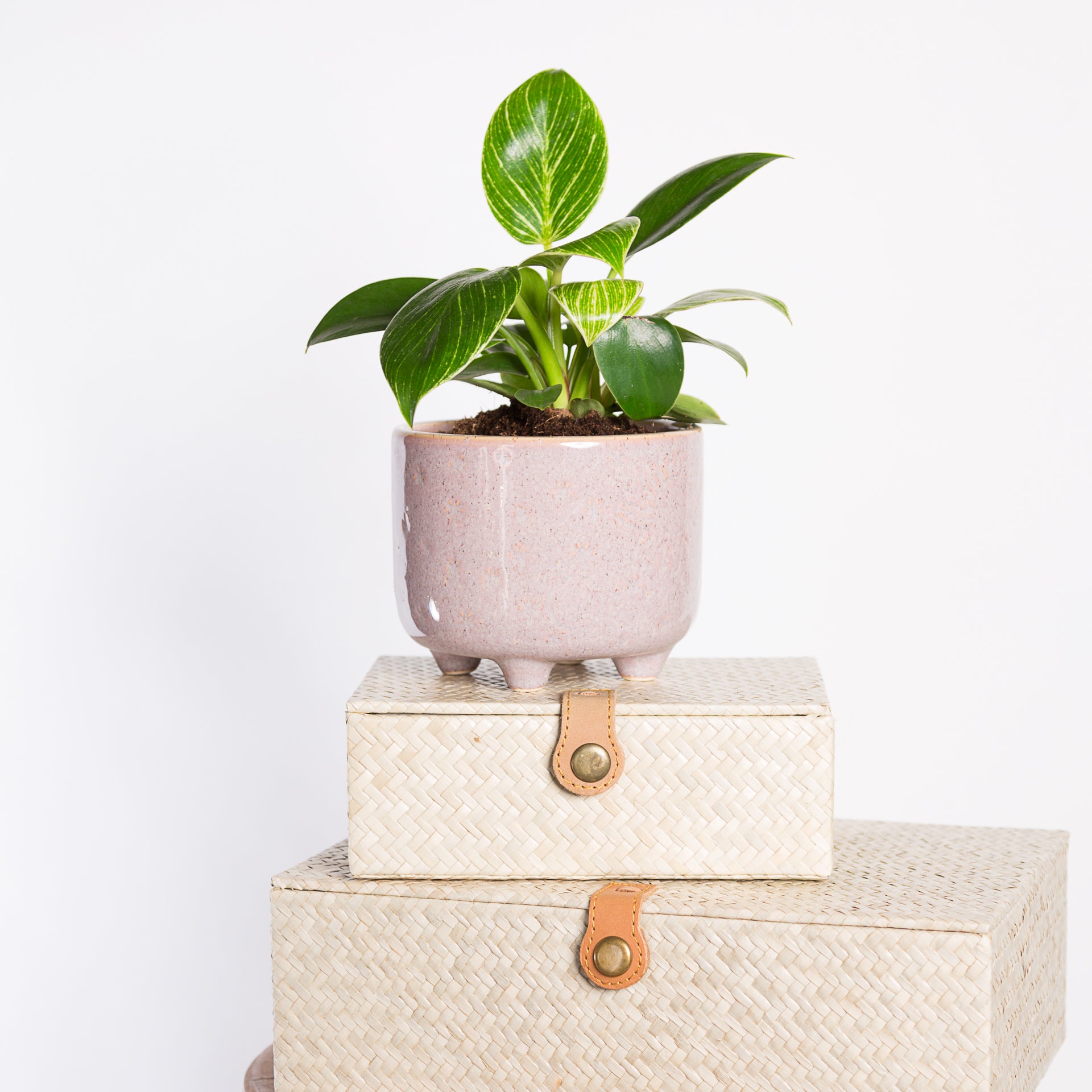 Philodendron 'Birkin' 4" - Urban Sprouts