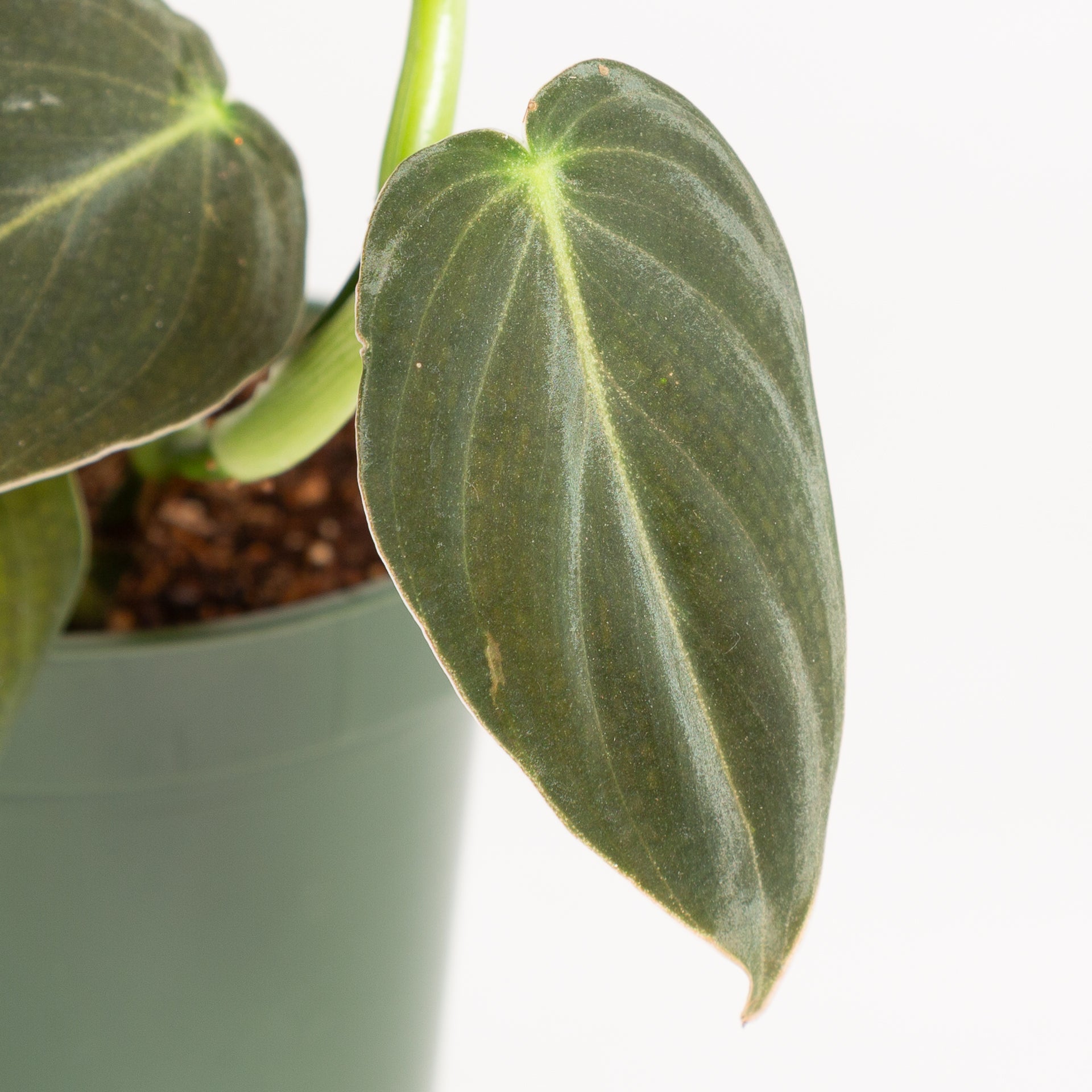 Philodendron 'Black Gold' 4" - Urban Sprouts