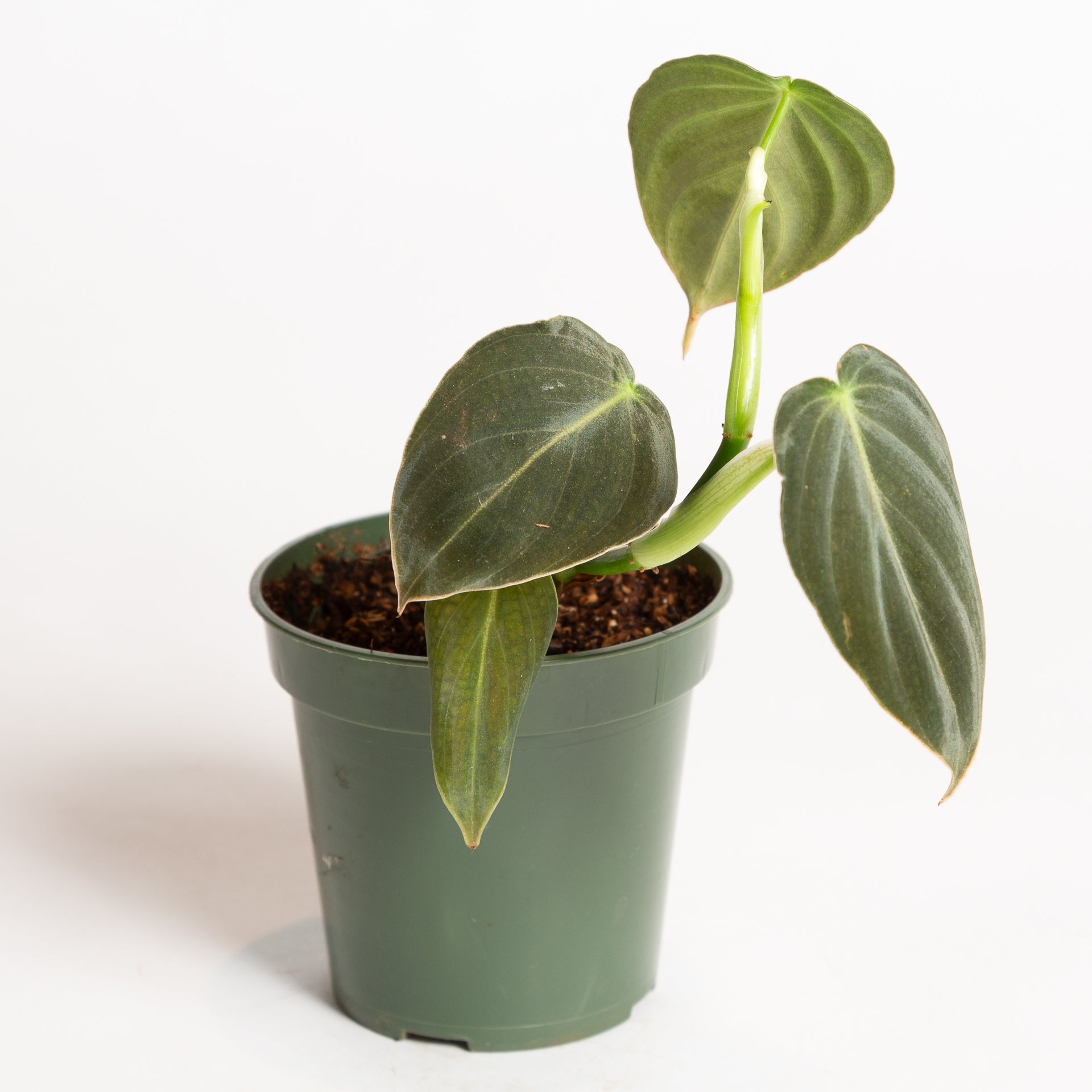 Philodendron 'Black Gold' 4" - Urban Sprouts