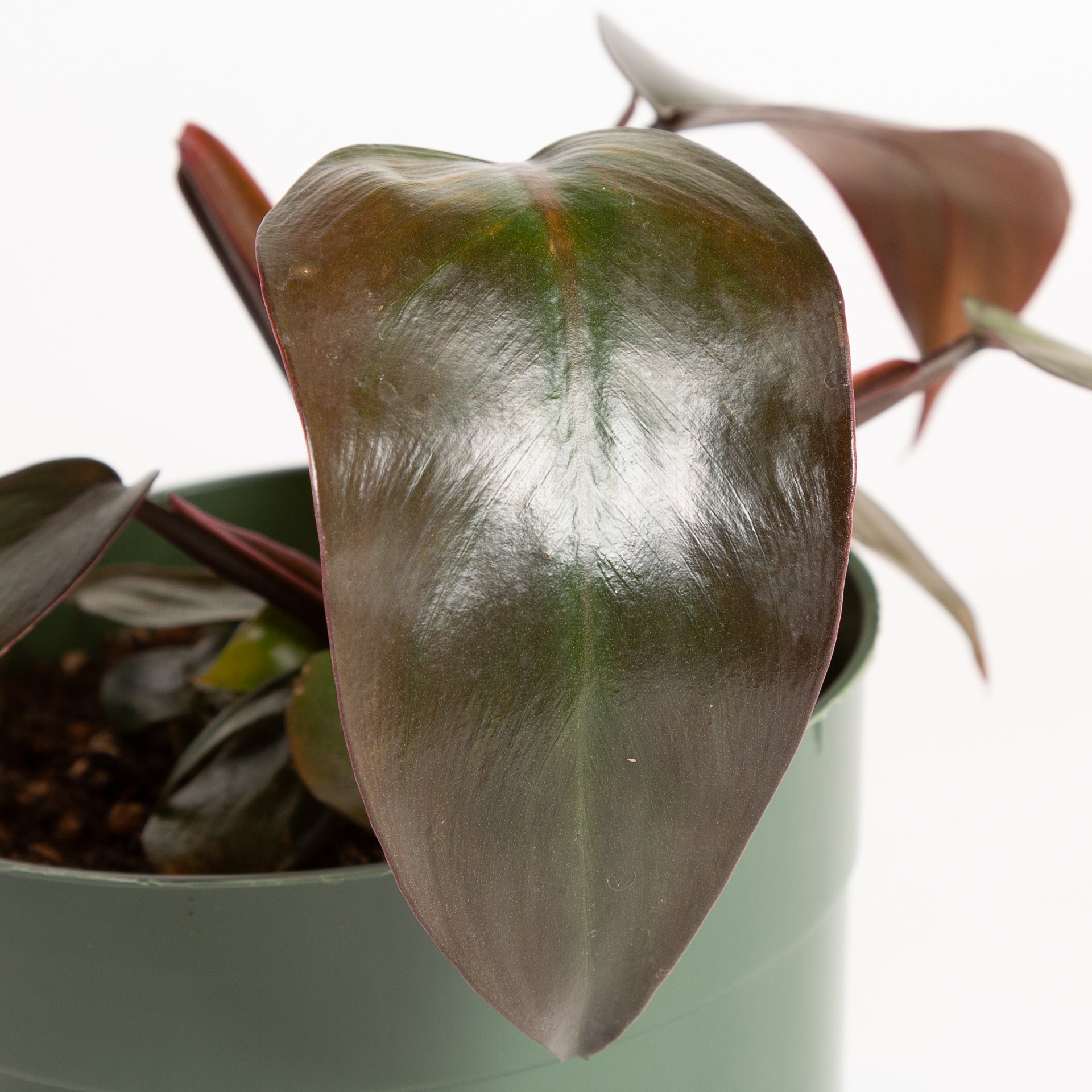 Philodendron 'Burgundy Princess' 6" - Urban Sprouts