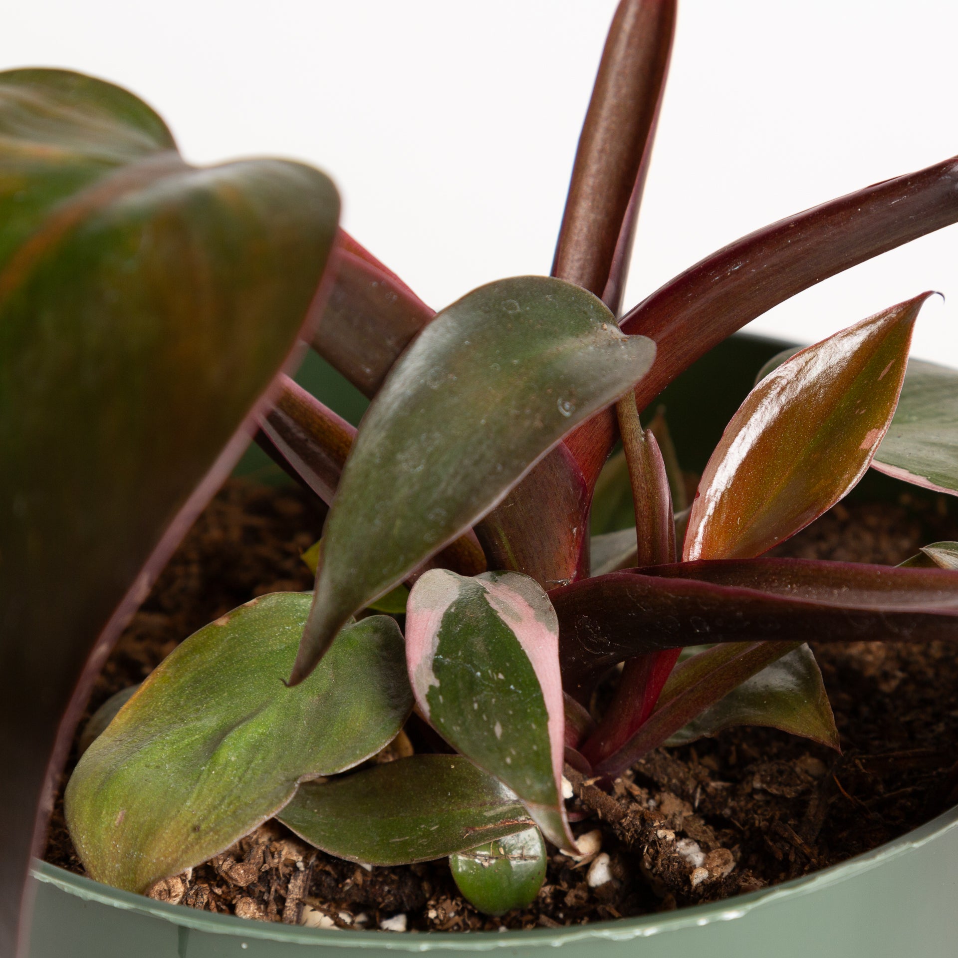 Philodendron 'Burgundy Princess' 6" - Urban Sprouts