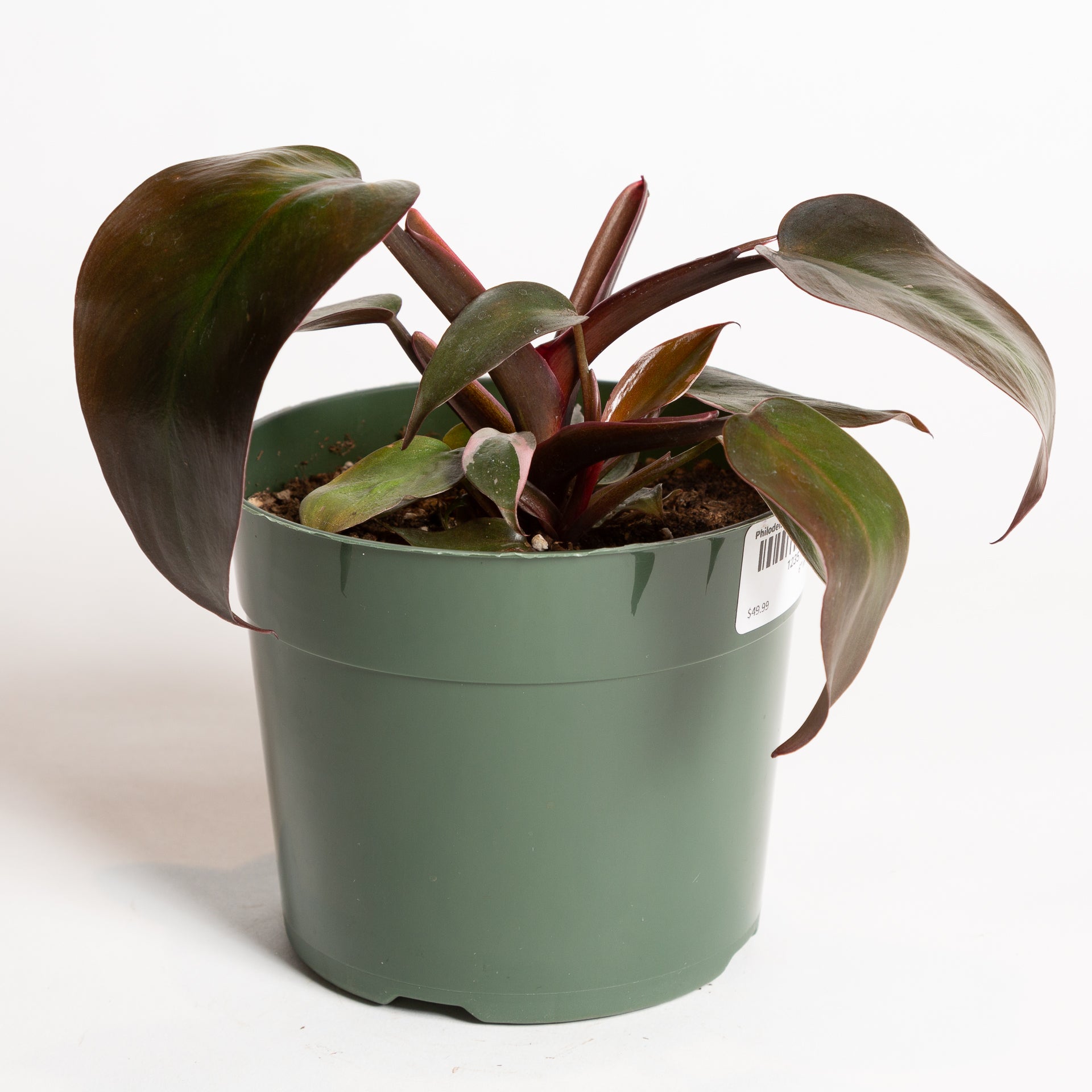 philodendron burgandy Philodendron 'Burgundy Princess' 6"