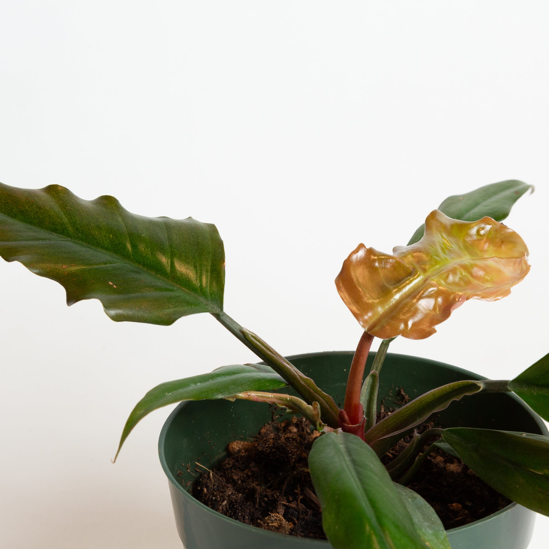 chocolate empress philodendron Philodendron Choco Empress' 6"
