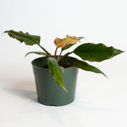 Philodendron "Choco Empress' 6" - Urban Sprouts