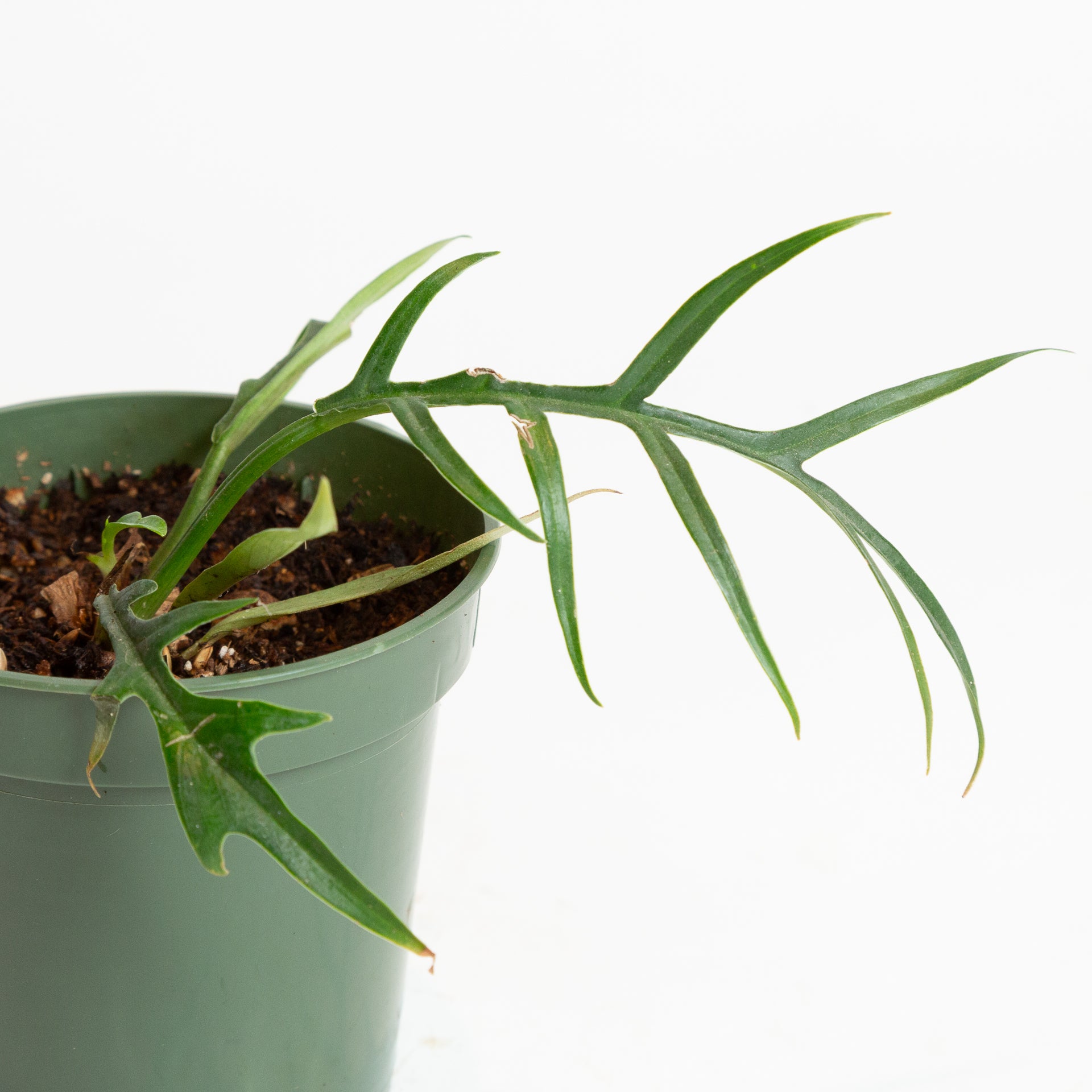 Philodendron 'Corkscrew' 4" - Urban Sprouts