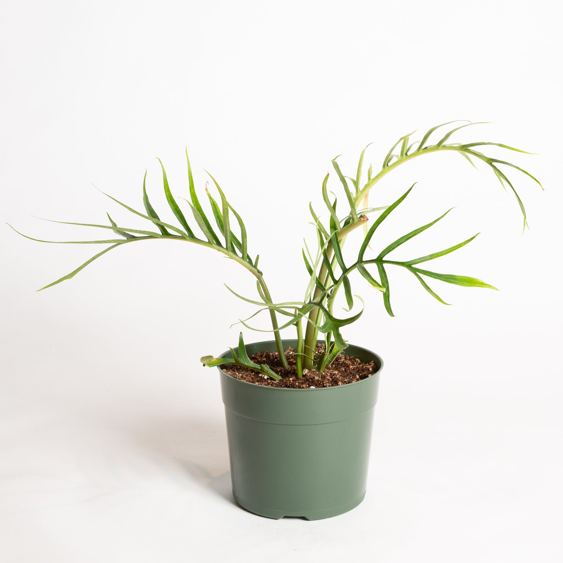 Philodendron 'Corkscrew' 6" - Urban Sprouts