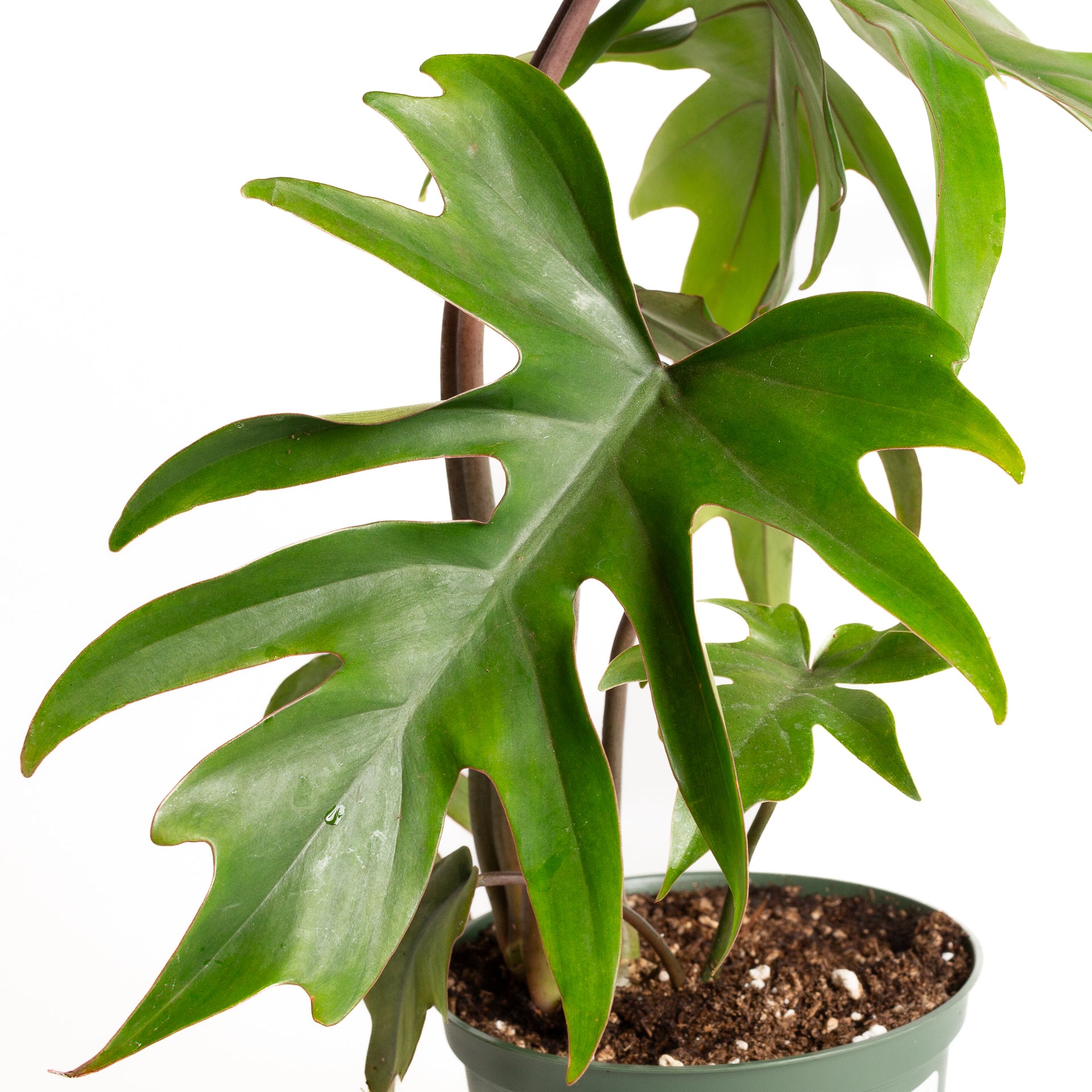 Philodendron 'Elegans - Red Stem' 6" - Urban Sprouts