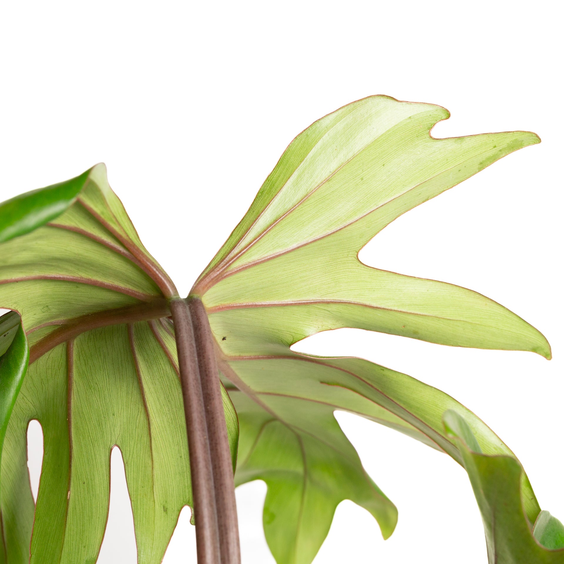 Philodendron 'Elegans - Red Stem' 6" - Urban Sprouts