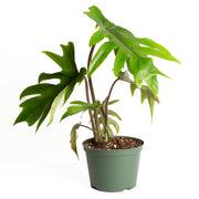 Philodendron 'Elegans - Red Stem' 6" - Urban Sprouts