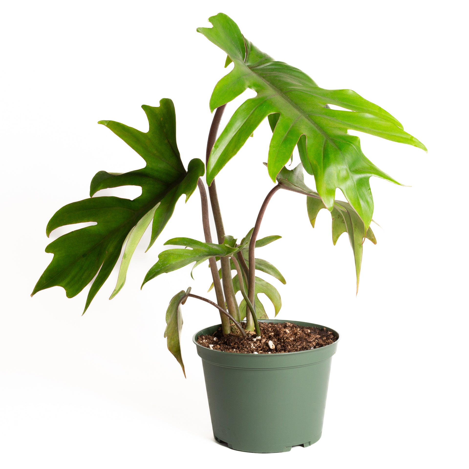 Philodendron 'Elegans - Red Stem' 6" - Urban Sprouts