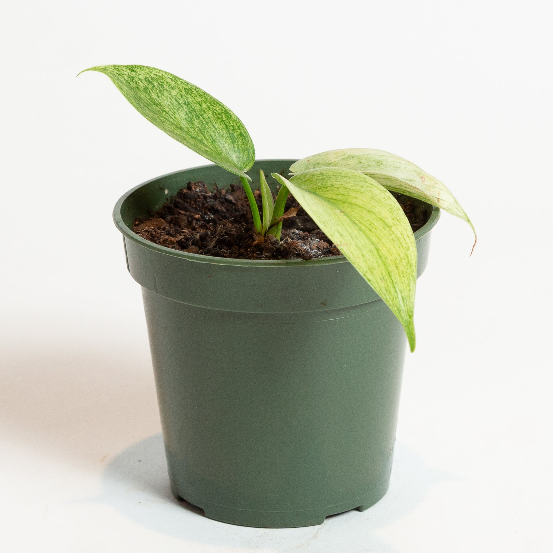 holy ghost philodendron Philodendron 'Florida Ghost' 4" – Urban Sprouts