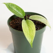 Philodendron 'Florida Ghost' 4" - Urban Sprouts