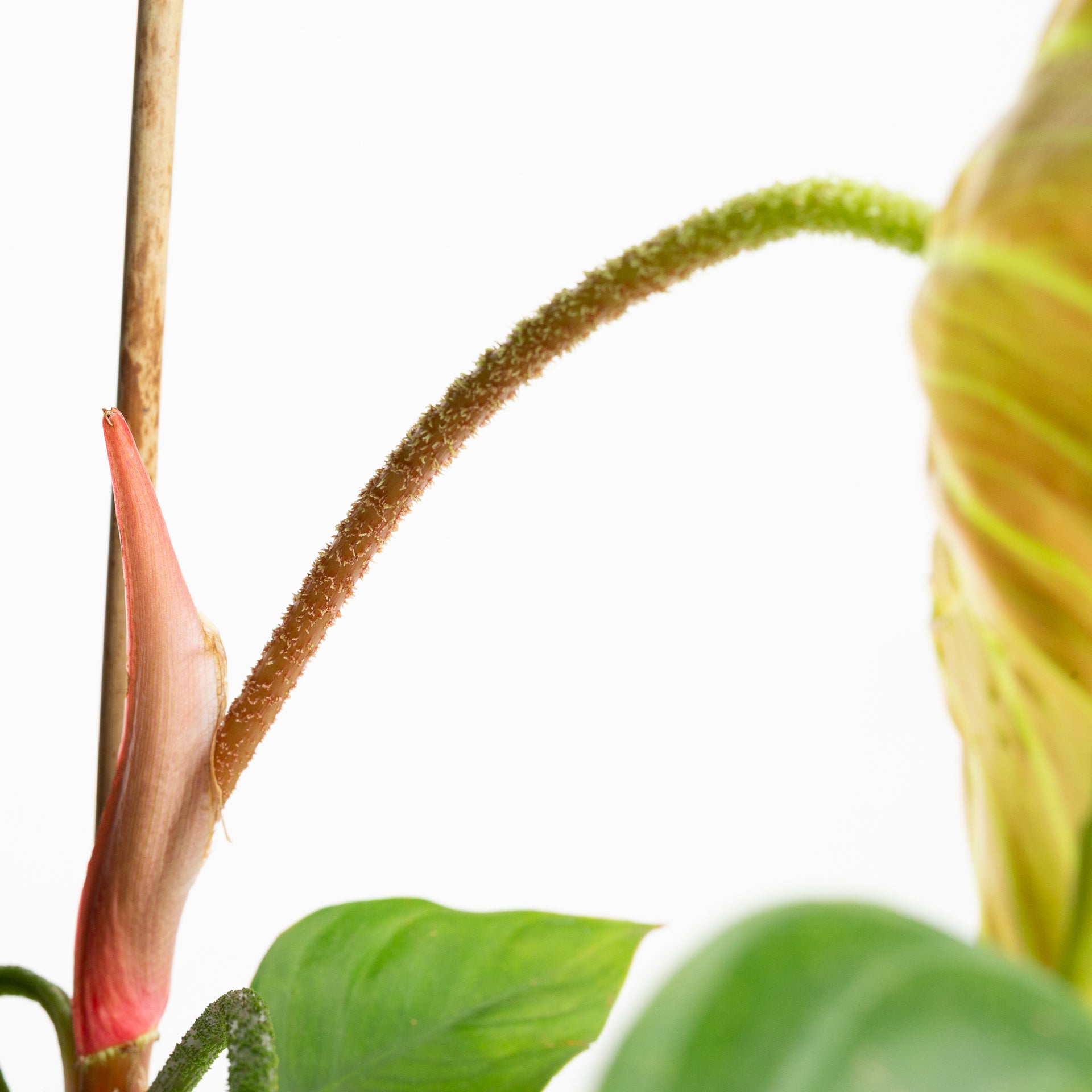 Philodendron 'Fuzzy Petiole' 6" - Urban Sprouts