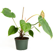 Philodendron 'Fuzzy Petiole' 6" - Urban Sprouts