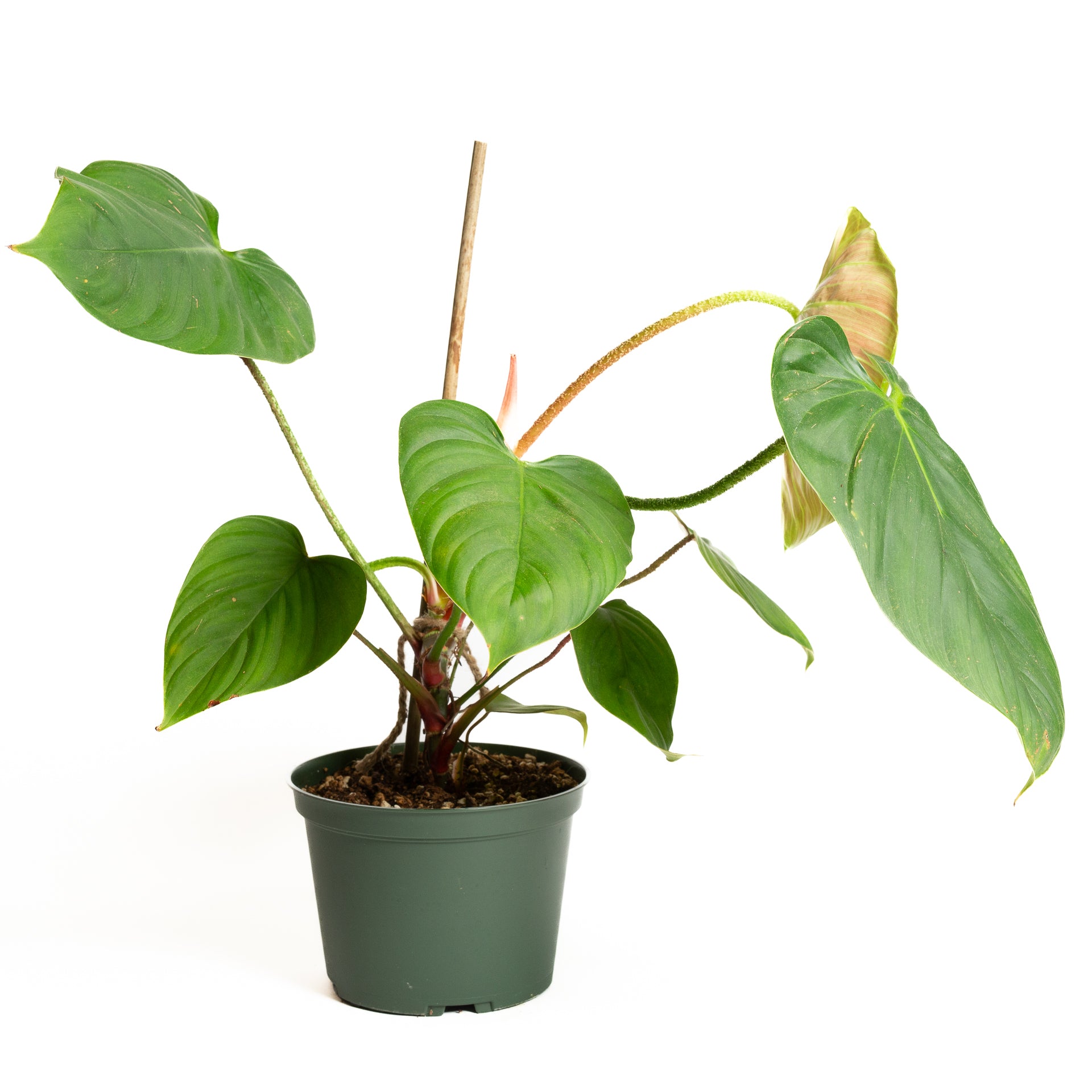 Philodendron 'Fuzzy Petiole' 6" - Urban Sprouts