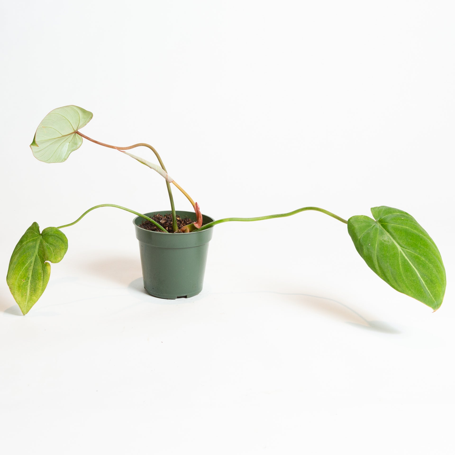 Philodendron 'Gloriosum' 4" - Urban Sprouts
