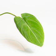 Philodendron 'Gloriosum' 4" - Urban Sprouts