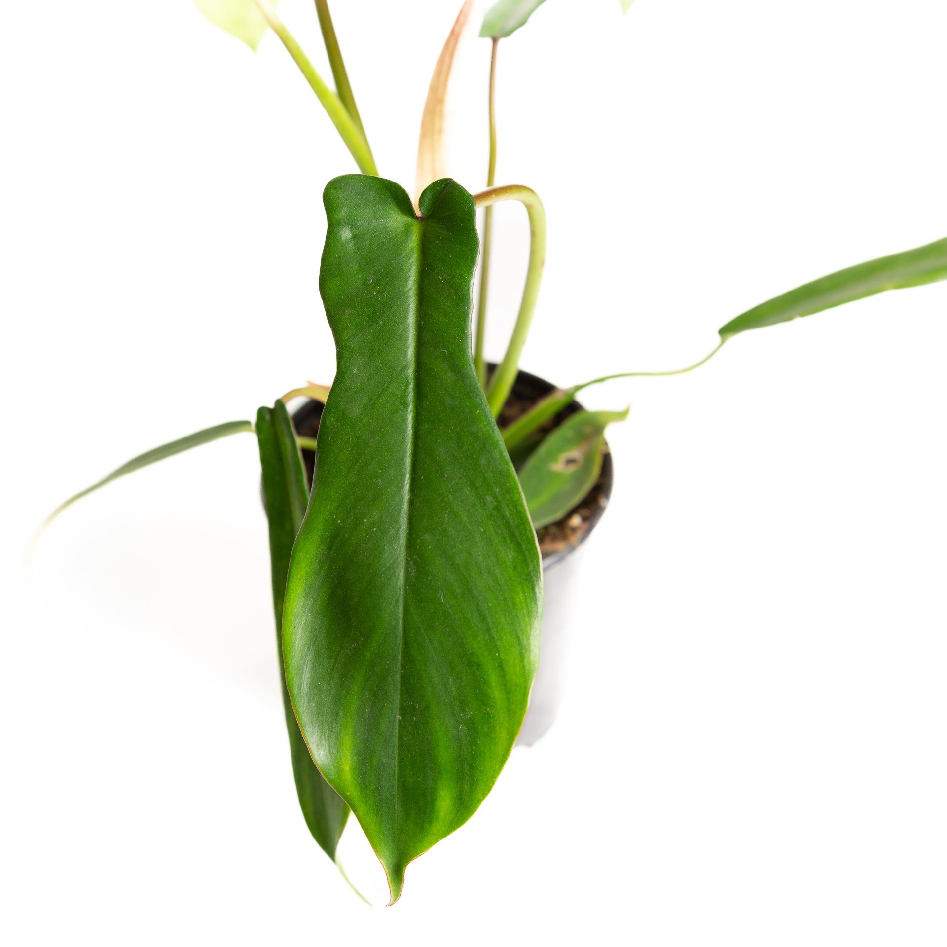 Philodendron 'Joepii' 6" - Urban Sprouts