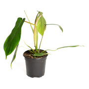 Philodendron 'Joepii' 6" - Urban Sprouts