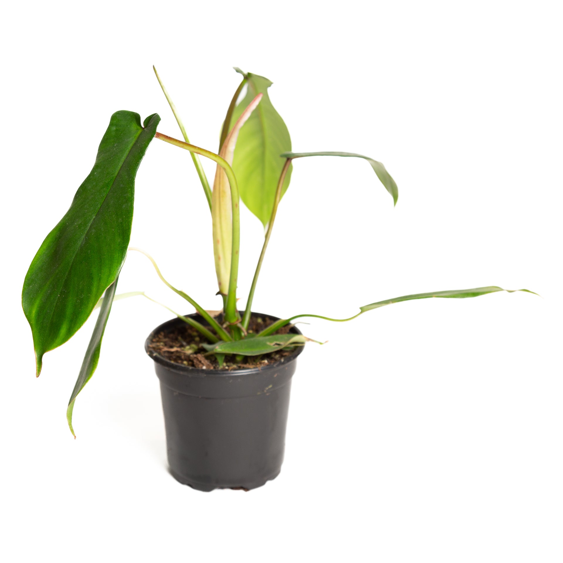 Philodendron 'Joepii' 6" - Urban Sprouts