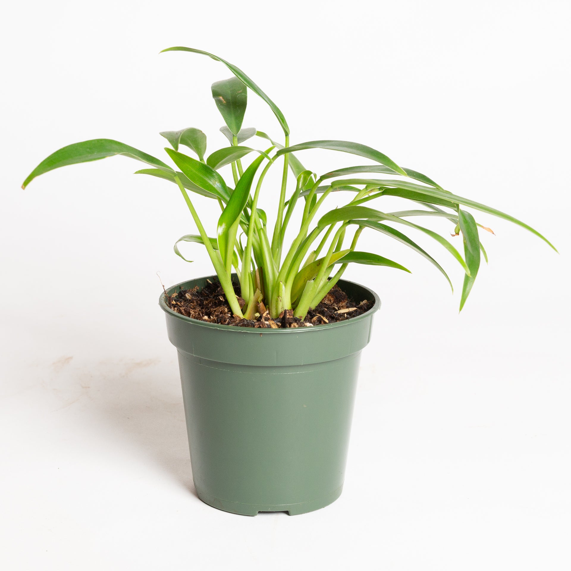philodendron little Philodendron 'Little Phil' 4"