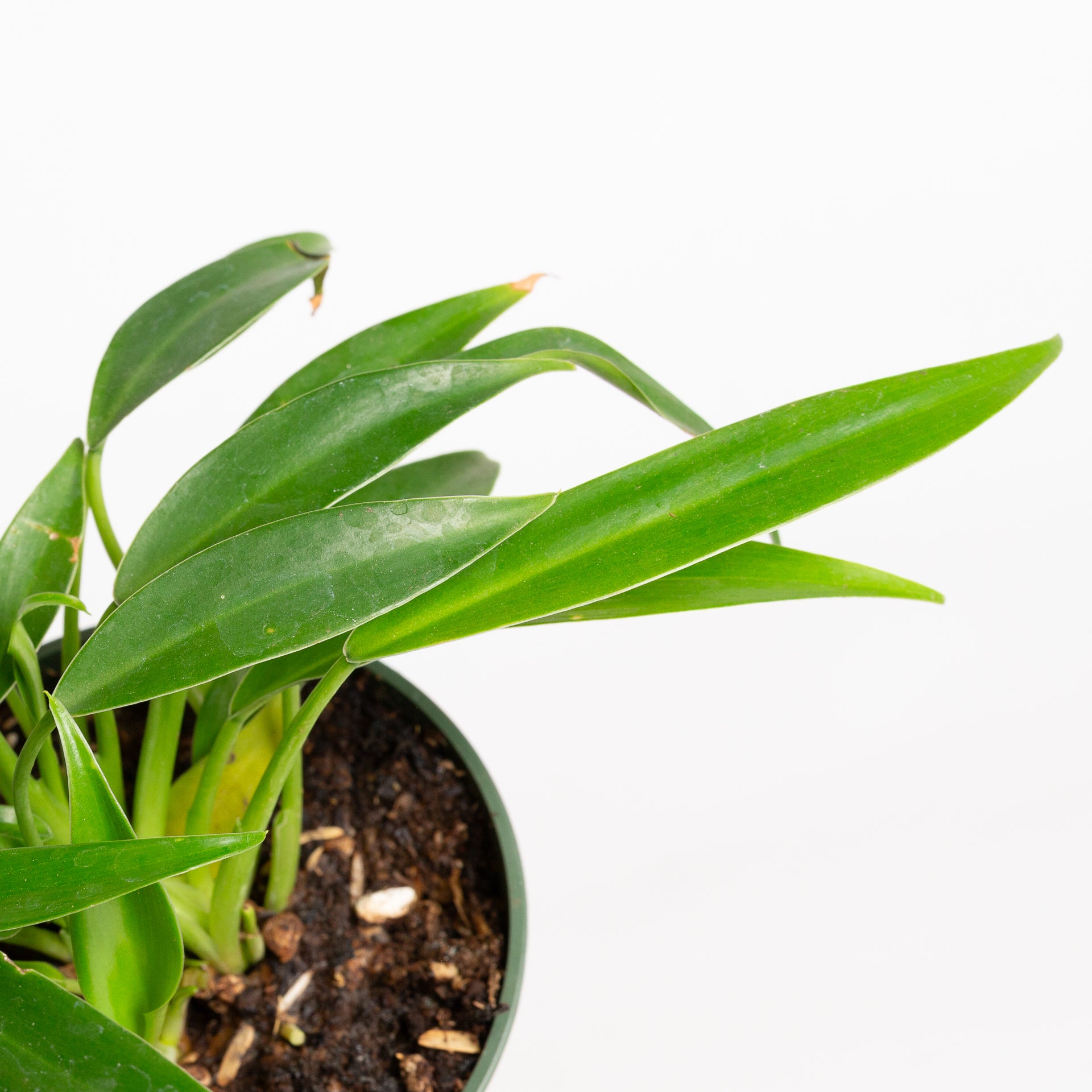 philodendron phil Philodendron 'Little Phil' 4"