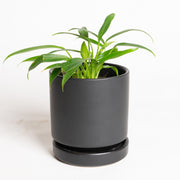 Philodendron 'Little Phil' 4"