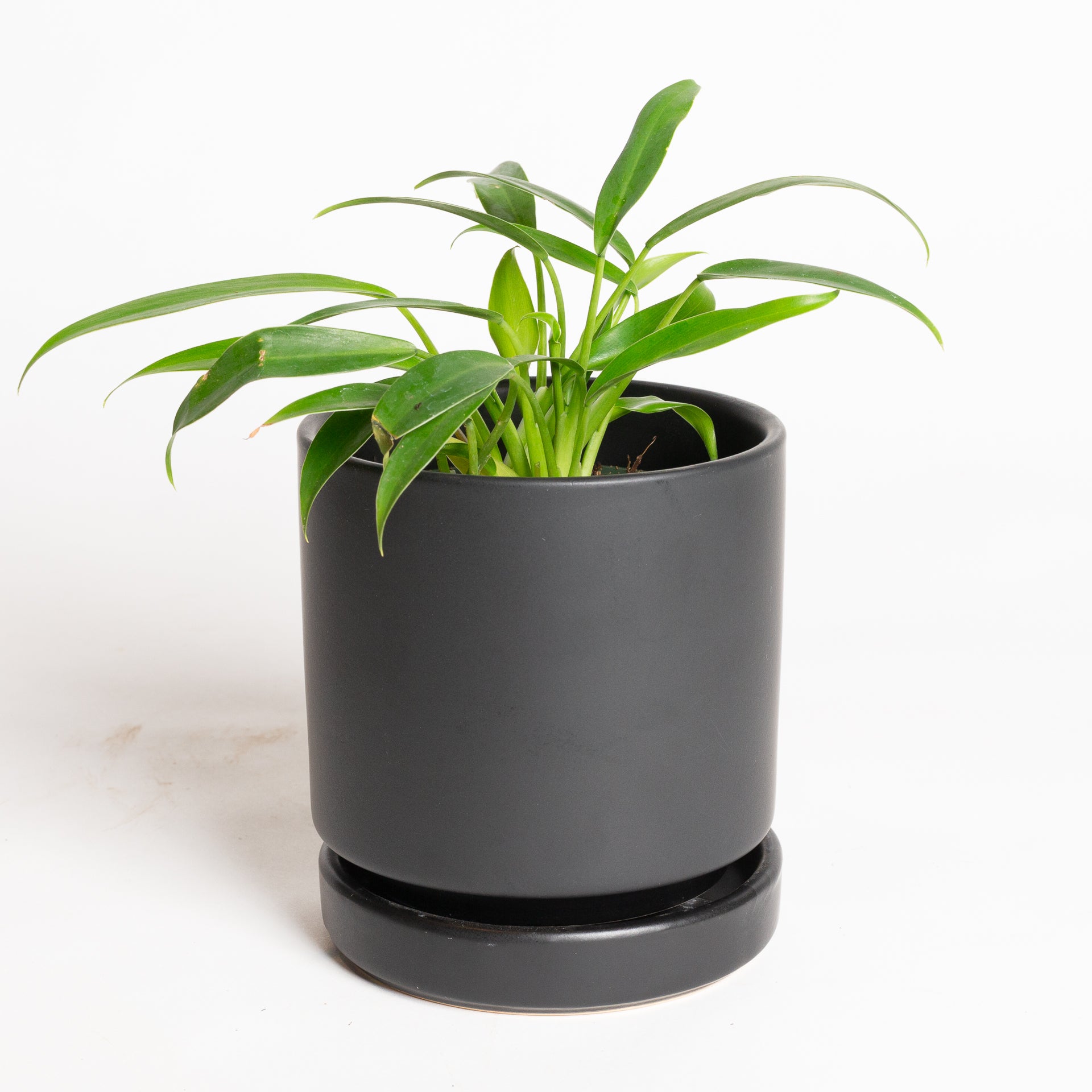 Philodendron 'Little Phil' 4"