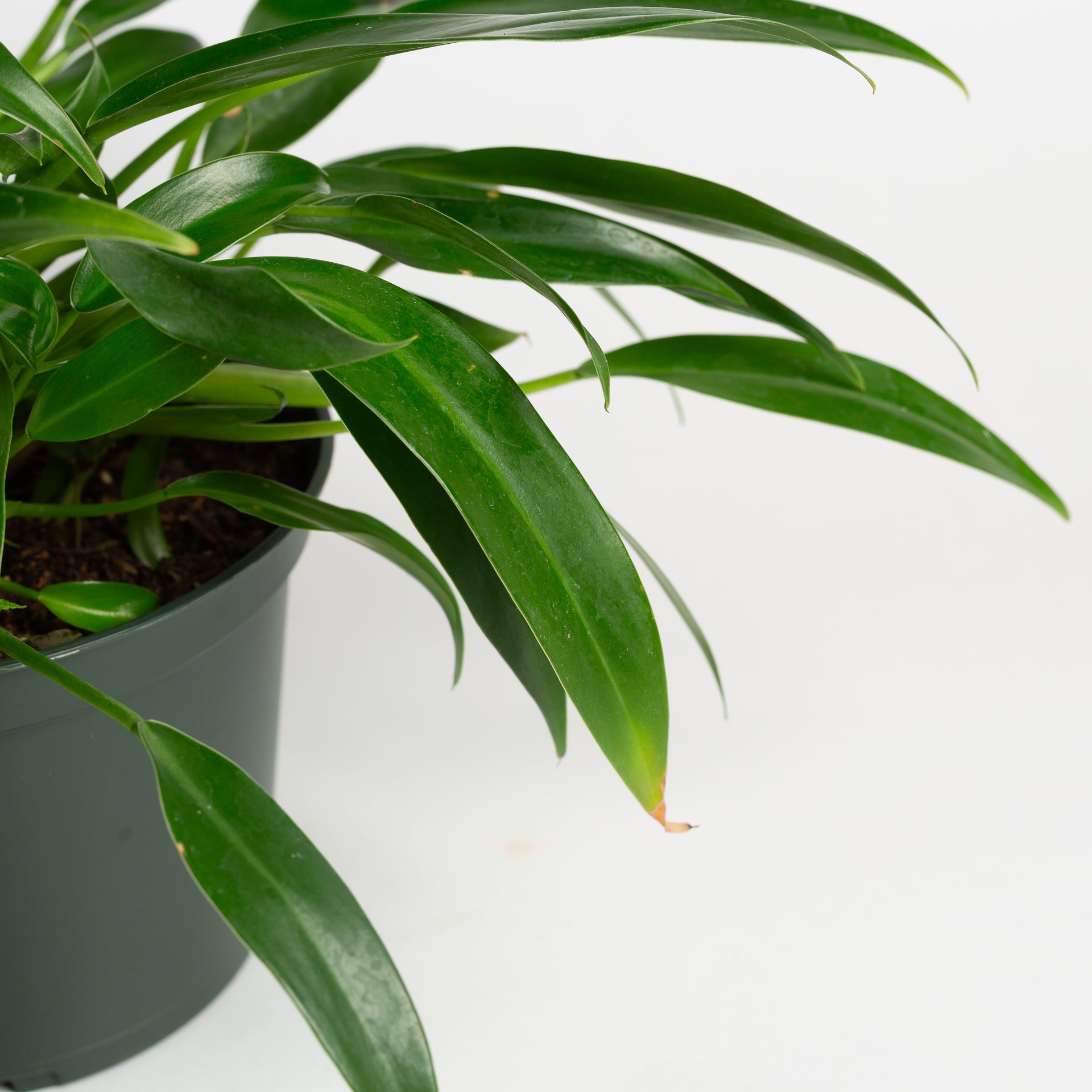 Philodendron 'Little Phil' 6" - Urban Sprouts