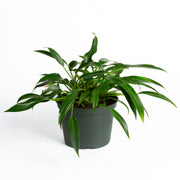 Philodendron 'Little Phil' 6" - Urban Sprouts