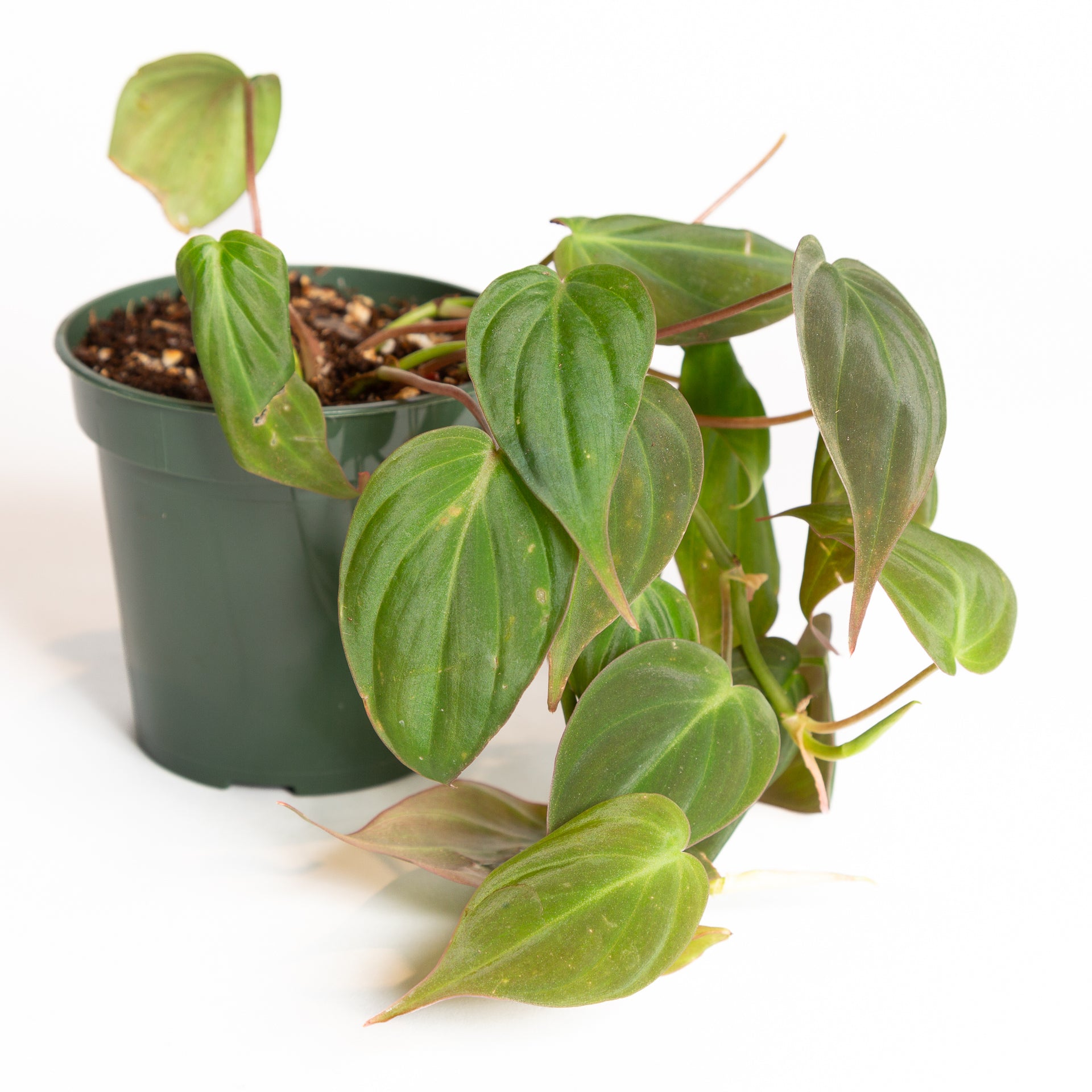 Philodendron 'Micans' 4" - Urban Sprouts