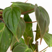 Philodendron 'Micans' 4" - Urban Sprouts