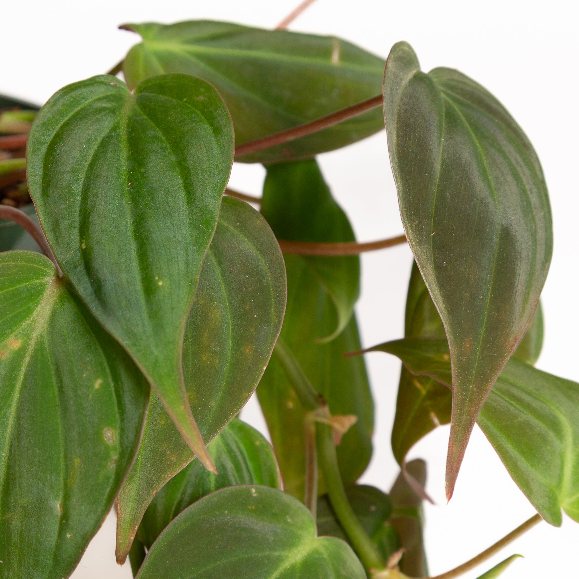 Philodendron 'Micans' 4" - Urban Sprouts