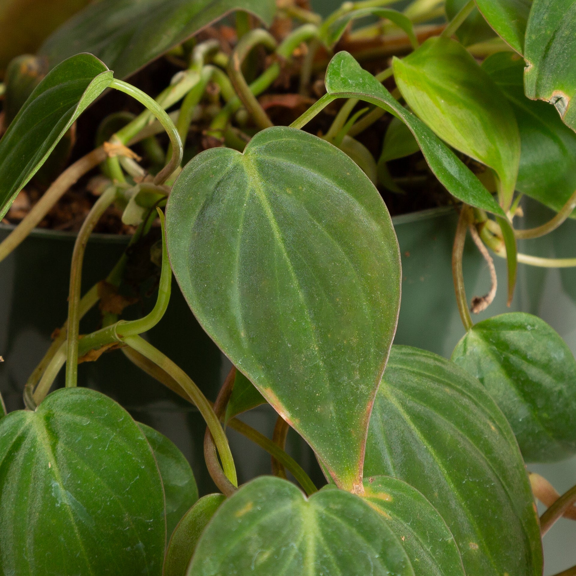 Philodendron 'Micans' 6" - Urban Sprouts