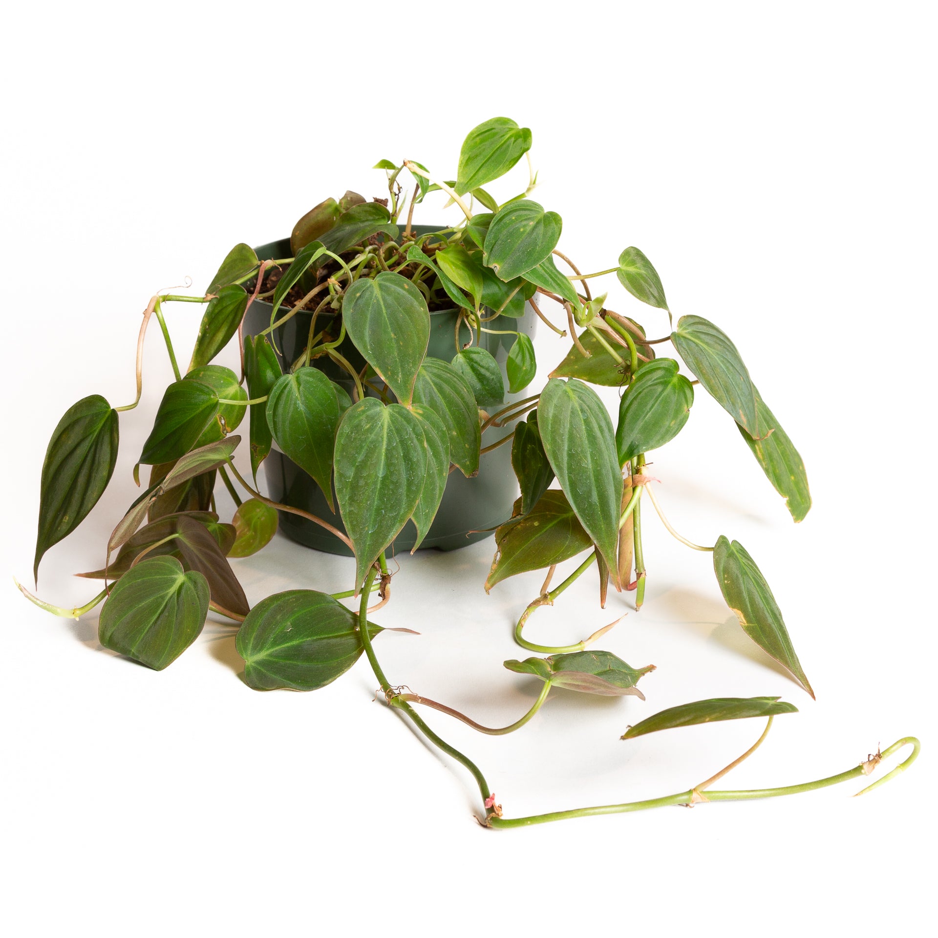 Philodendron 'Micans' 6" - Urban Sprouts