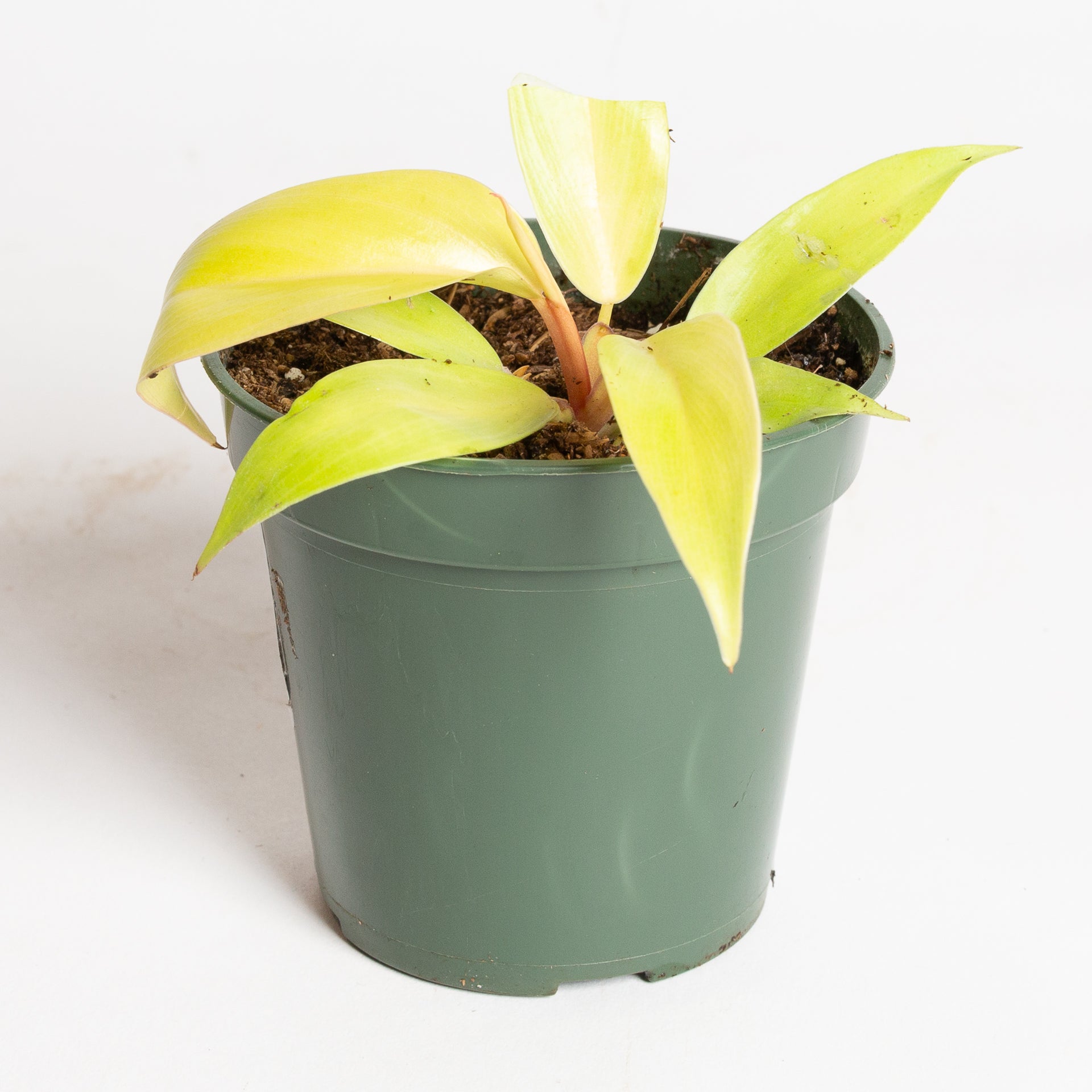 Philodendron 'Moonlight' 4" - Urban Sprouts