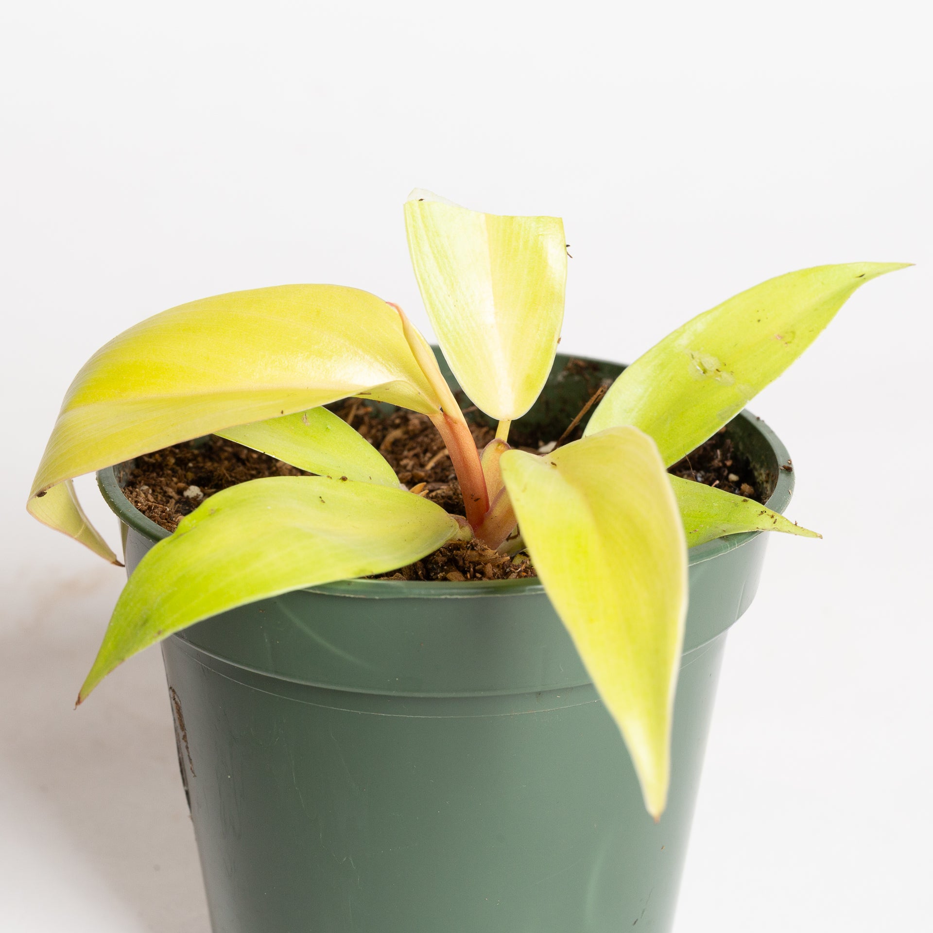 Philodendron 'Moonlight' 4" - Urban Sprouts