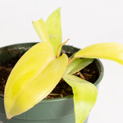 Philodendron 'Moonlight' 4" - Urban Sprouts