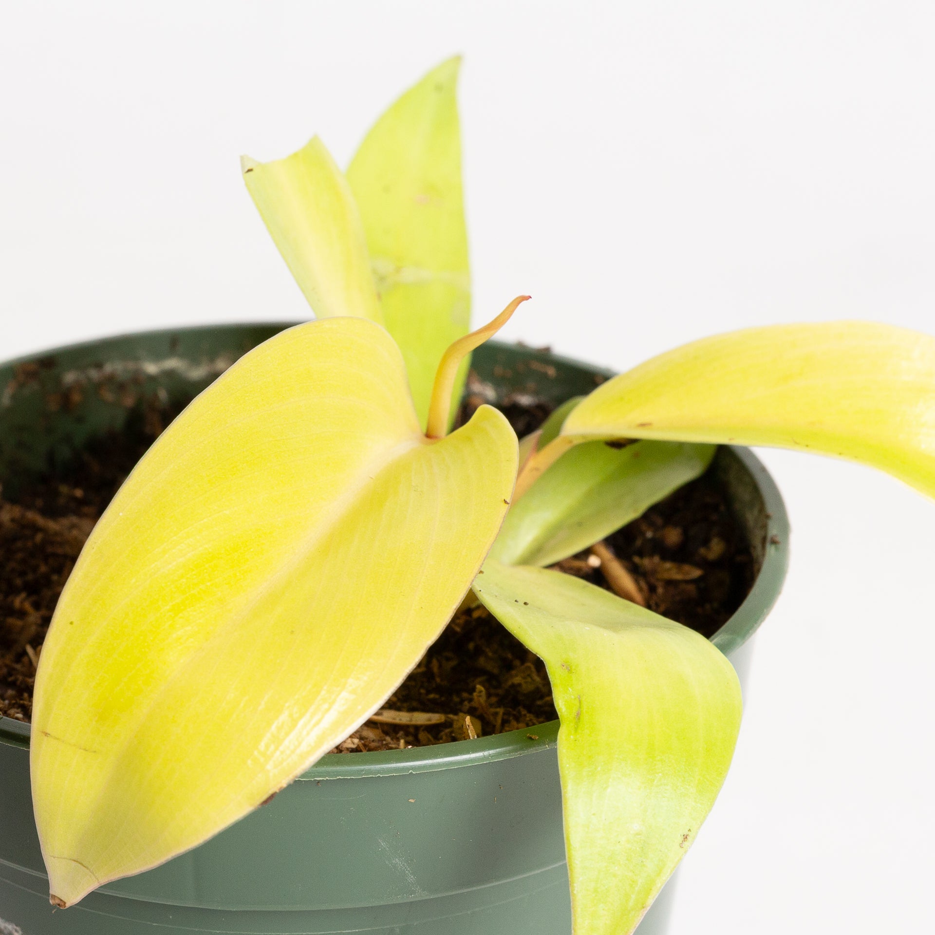 Philodendron 'Moonlight' 4"