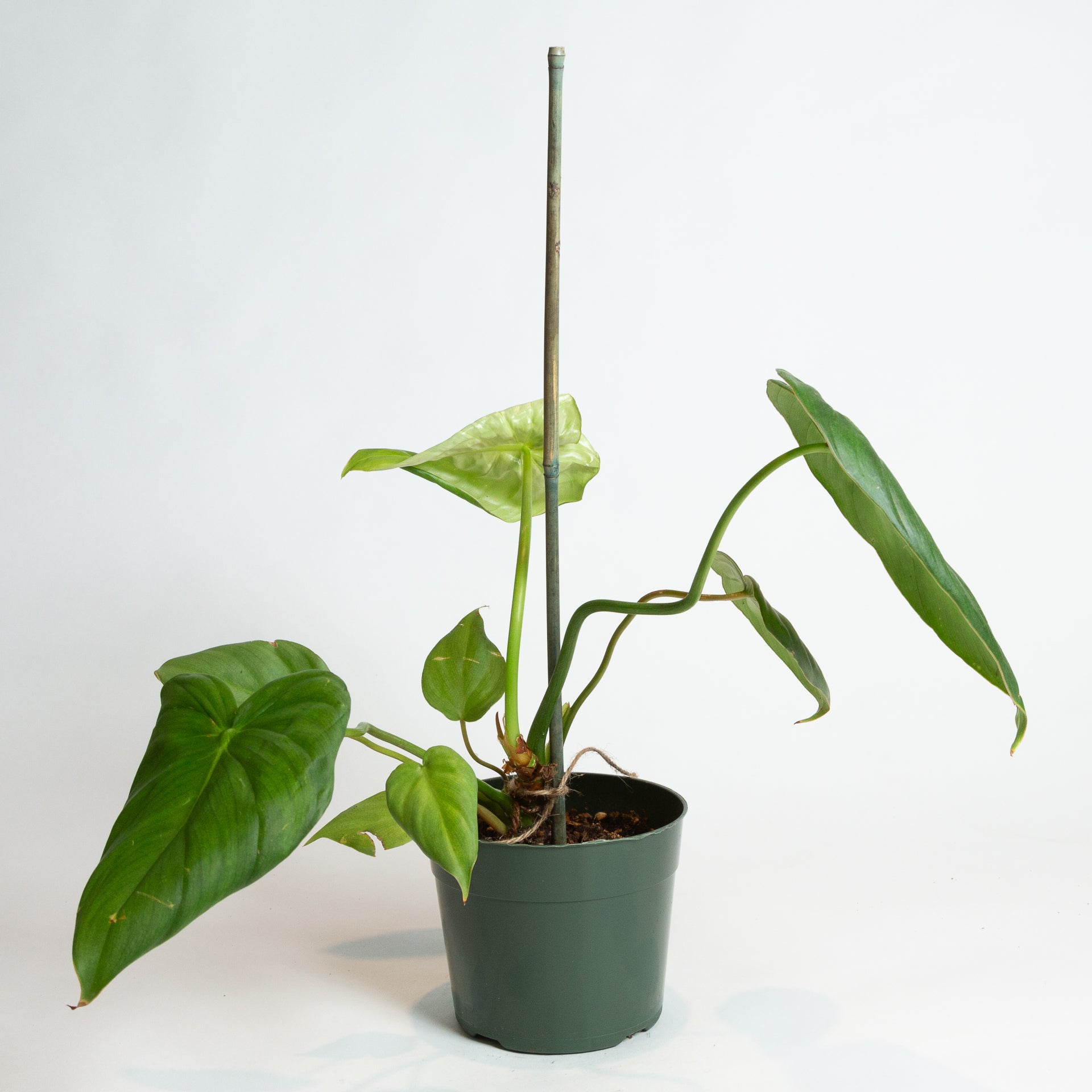 Philodendron 'Nangaritense' 6" - Urban Sprouts